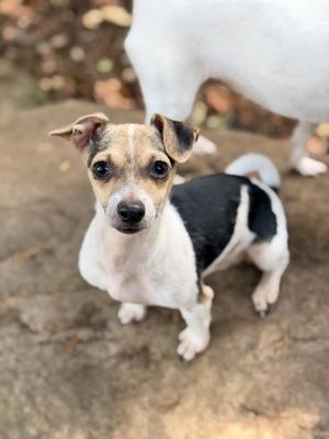 A small dog with a white and black coat and brown markings on its face, standing on a rocky surface.