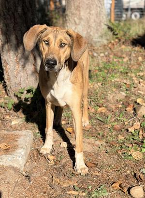 OLIVE, Bloodhound, young, available for adoption