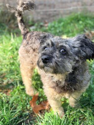 CHARLOTTE, Poodle, adult, available for adoption