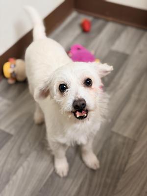 A small white dog with a fluffy coat and black eyes is standing on a wooden floor, looking up with its mouth slightly open. There are colorful toys in the background.
