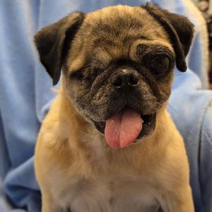 MIRANDA, Pug, adult, available for adoption