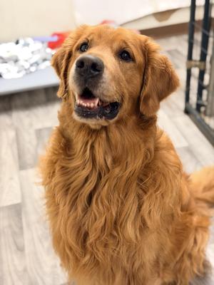 ENZO, Golden Retriever, adult, available for adoption