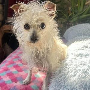 CHRISTMAS JOY, Terrier, adult, available for adoption