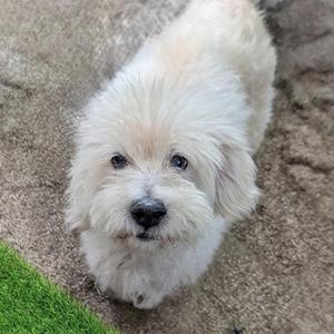 A small white dog with fluffy fur looking up at the camera.