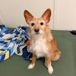 DOVE, Terrier, adult, available for adoption