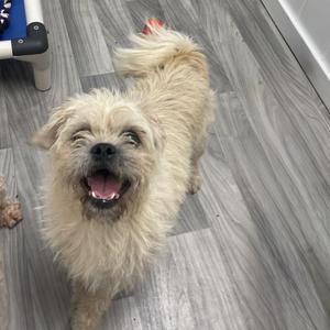 A fluffy, light-colored dog with a happy expression, standing on a gray wooden floor.
