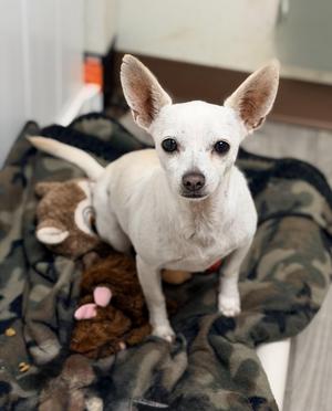 PEABODY, Chihuahua, adult, available for adoption