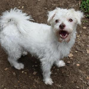BALU, Poodle / Terrier, adult, available for adoption