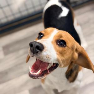 ELVIS, Beagle, young, available for adoption