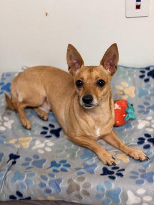 A small brown dog lying on a blue and white patterned blanket with a red toy nearby.