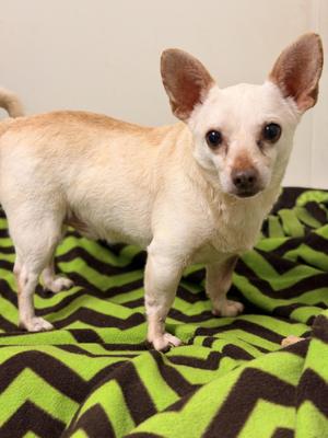 PAPI, Chihuahua, adult, available for adoption