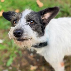 MADRE, Terrier / Poodle, adult, available for adoption