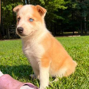 Bee, Mixed Breed, puppy, available for adoption