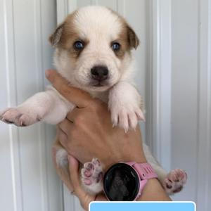 A small puppy with white and brown fur being held in someone's hands. The puppy has blue eyes and is looking directly at the camera. The person holding the puppy is wearing a pink watch.