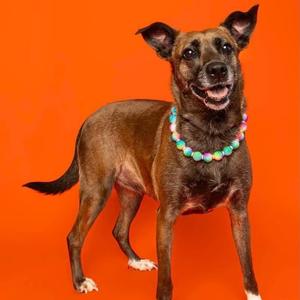 A brown dog wearing a colorful beaded necklace stands against an orange background.