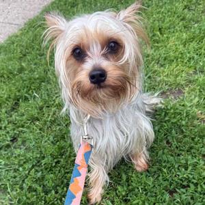 Millie, Yorkshire Terrier, young, available for adoption