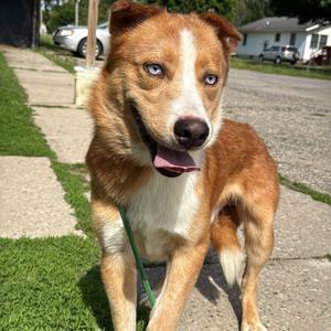 Latte, Husky, young, available for adoption