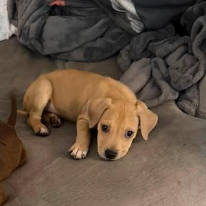 Bashful, Mixed Breed, puppy, available for adoption
