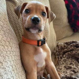 Charming, Mixed Breed, puppy, available for adoption