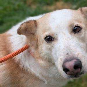Honey, Husky, adult, available for adoption