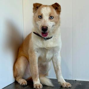 Chai, Husky, young, available for adoption
