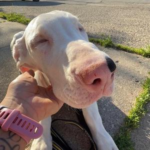 Channel, Great Dane, puppy, available for adoption
