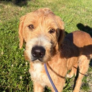 Henry, Goldendoodle, adult, available for adoption