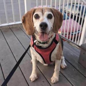 a beagle dog wearing a red harness