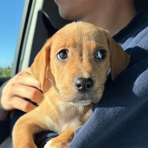 Aurora, Mixed Breed, puppy, available for adoption