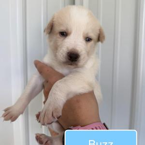 A small, light-colored puppy being held in someone's hand. The puppy has a fluffy coat, large ears, and dark eyes. The background is a white, vertically striped surface.