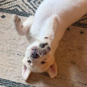 Buzz, Mixed Breed, puppy, available for adoption