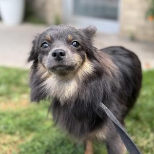 Flo, Pomeranian, young, available for adoption