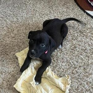 Doc, Labrador Retriever / Pit Bull Terrier, puppy, available for adoption
