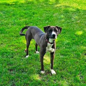 Maddie, Pit Bull Terrier, young, available for adoption