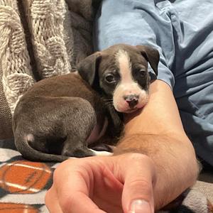 Grumpy, Labrador Retriever / Pit Bull Terrier, puppy, available for adoption
