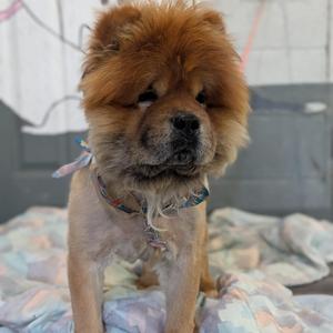 Kuma, Chow Chow, adult, available for adoption