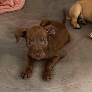 A brown puppy lying on a gray blanket with another puppy in the background.