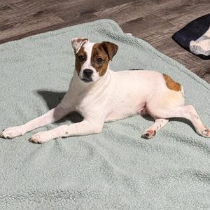 A brown and white puppy lying down on a light green textured blanket on a wooden floor.