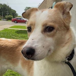 A close-up photograph of a tan and white dog looking to the side outdoors, with a red car visible in the background.