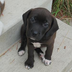 Mickey, Beagle / Mixed Breed, puppy, available for adoption
