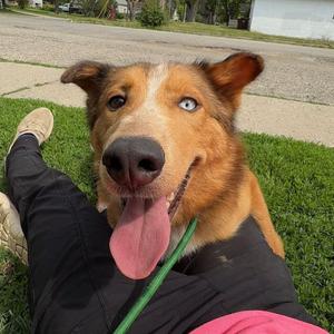 Maple, Husky, young, available for adoption
