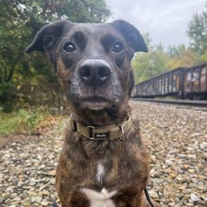 A brindle dog with a white chest and a brown collar stands on a gravel path near a train track. The dog has large, expressive eyes and floppy ears, and the background features trees and a train in the distance.