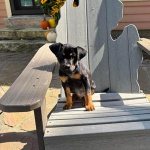 Ceru, Mixed Breed, puppy, available for adoption
