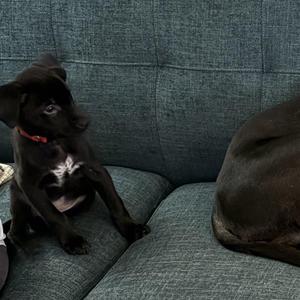 Black puppy sitting on a blue couch
