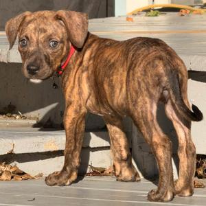 Char, Mixed Breed, puppy, available for adoption