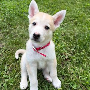 Blossom, Mixed Breed, puppy, available for adoption
