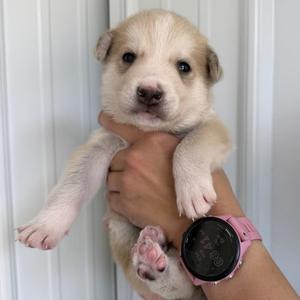 A small white puppy being held in someone's hand, with a pink watch on the wrist.