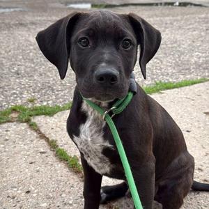Butch, Cane Corso / Mixed Breed, puppy, available for adoption