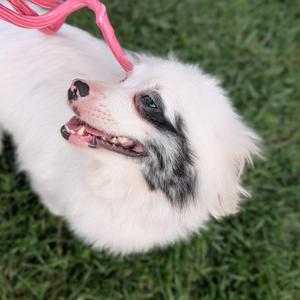 Boo, Pomeranian, young, available for adoption