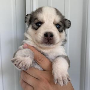 a small white and gray puppy with blue eyes being held in someone's hand